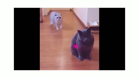 Cats going Crazy part 1