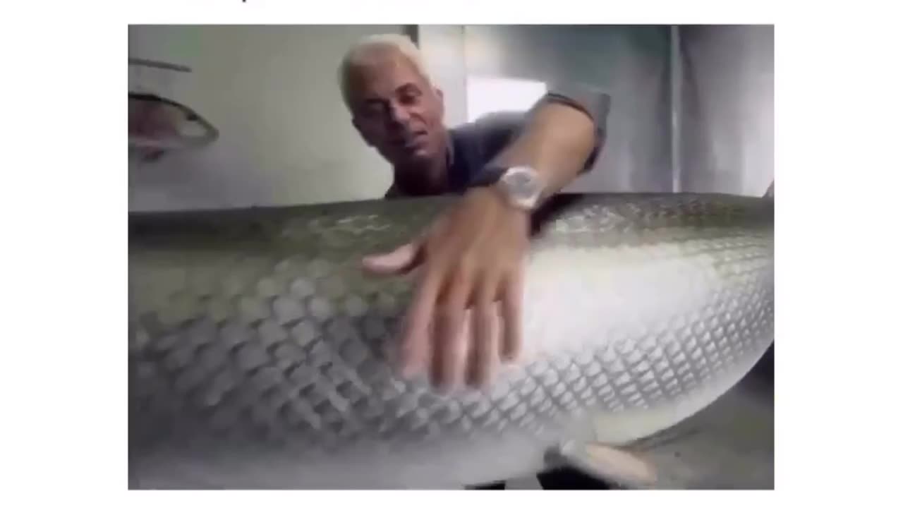 Mysteries of the Deep: Man vs. Enormous Fish