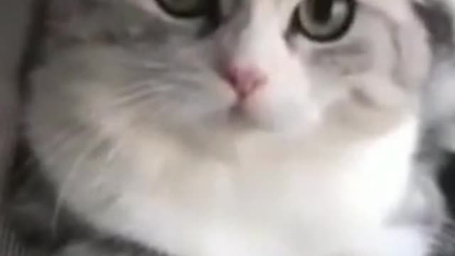 cat the funny attack