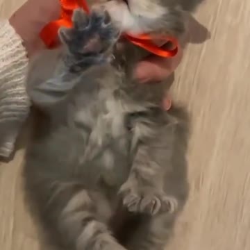 Baby Cats - Cute and Funny Cat Videos #cat#tiktok#shorts