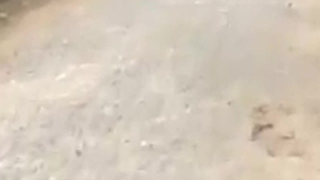 Goose Fight With Chicken