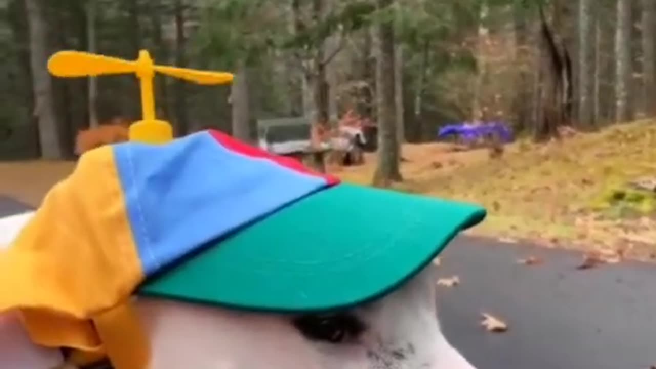 Try not to laugh🤣 Funny animals😹‖