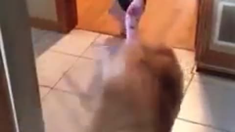 Animal: dog teaching child how to jump