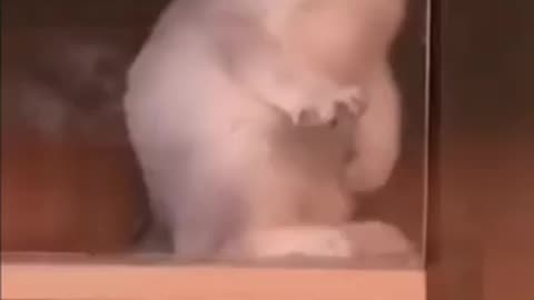 Funniest Videos 2023 😂 Funny Cats 🐱 #cute #cat #short #259
