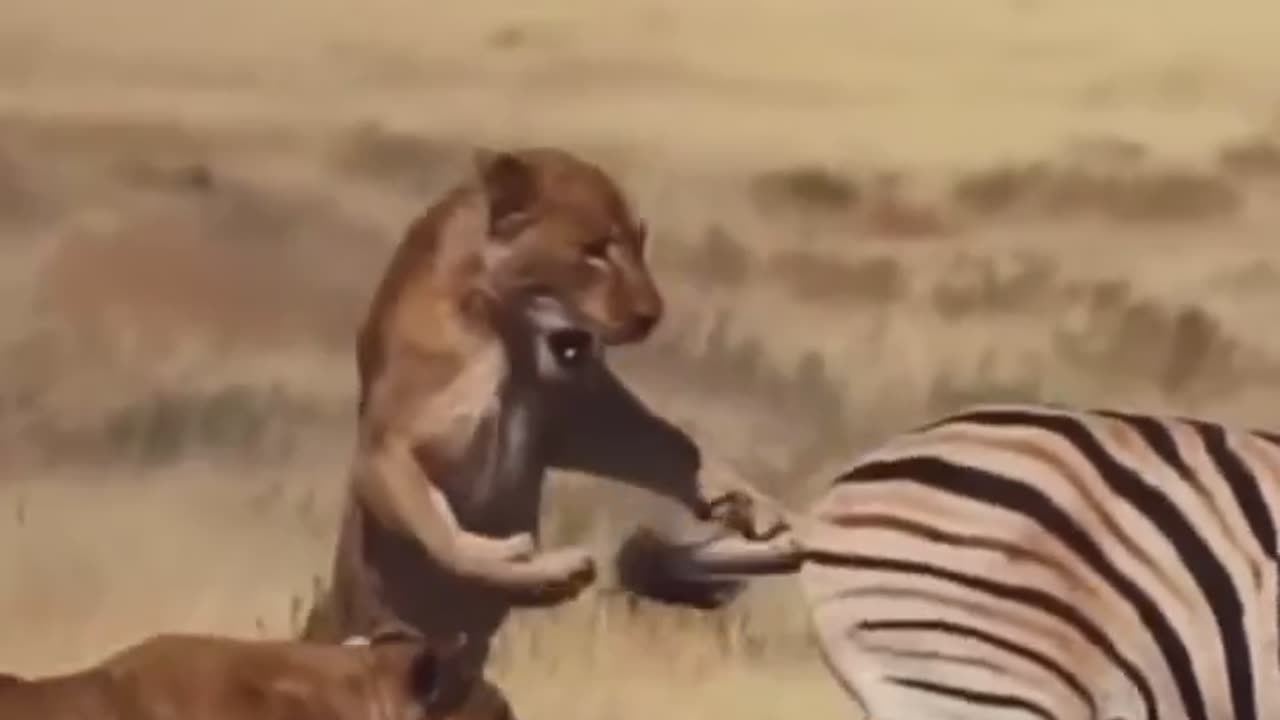 Lion Attack on zebra