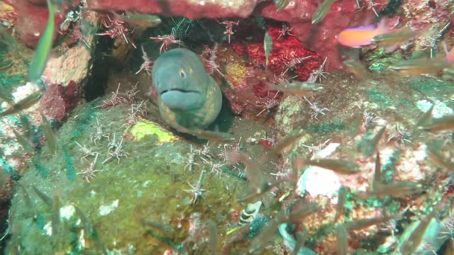 Shrimp Clean Moray Eel