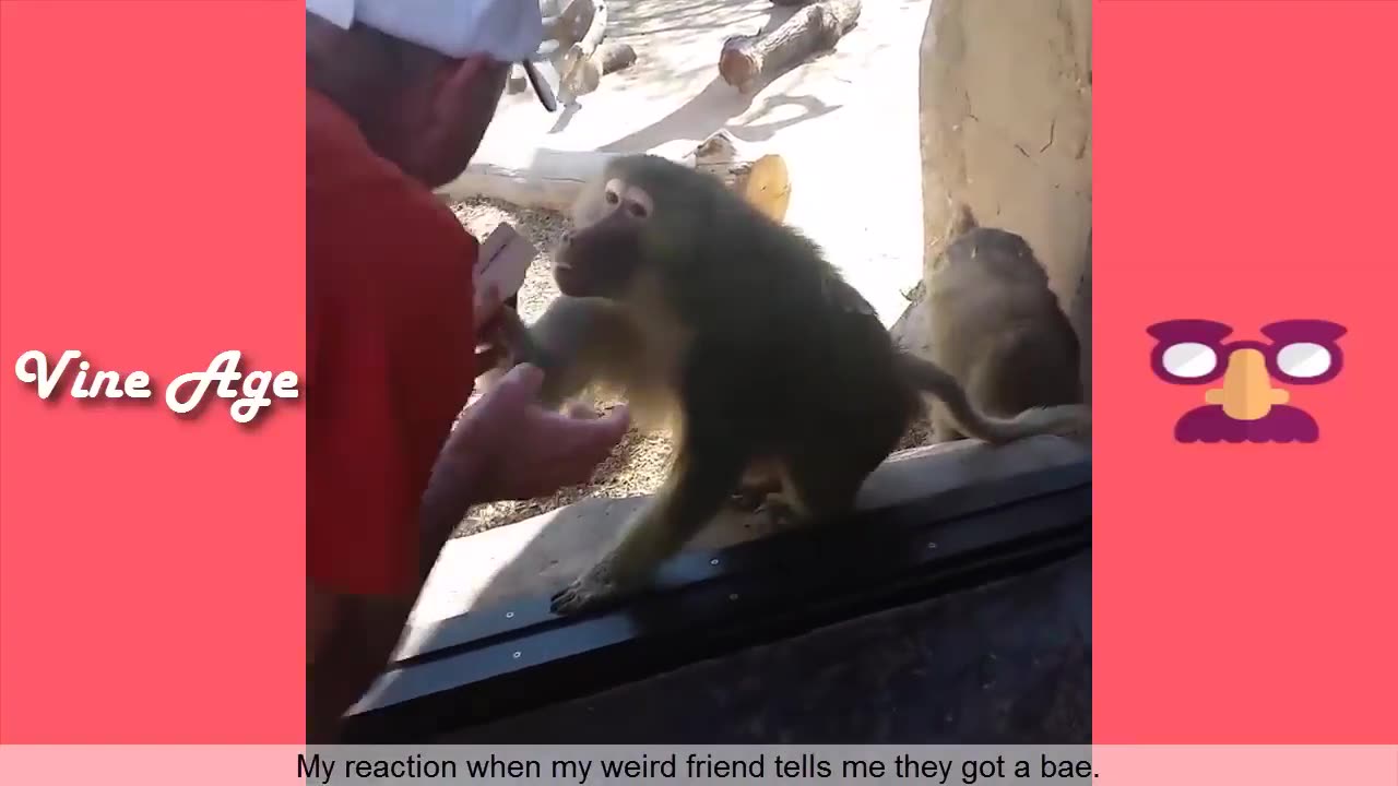 Try Not To Laugh Watching Funny Home Videos