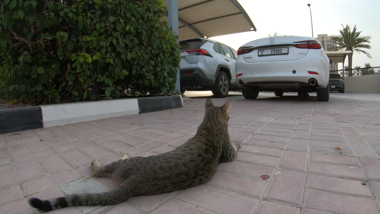 MICHAEL JACKSON - Homeless cat in Ras Al Khaimah, UAE #cat #cats #MichaelJackson #emirates #ae #UAE