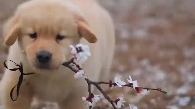Cute dog with flower