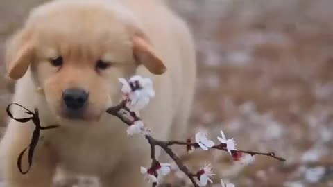 Cute dog with flower