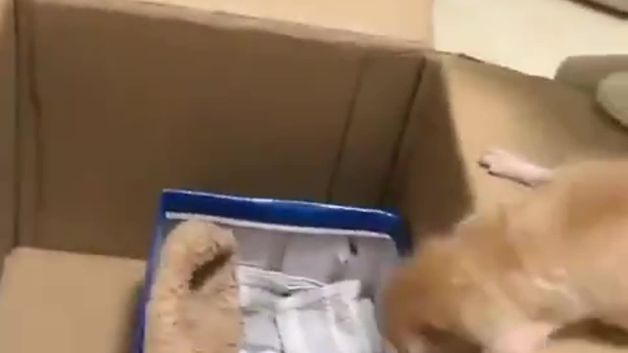 terrible parent cat