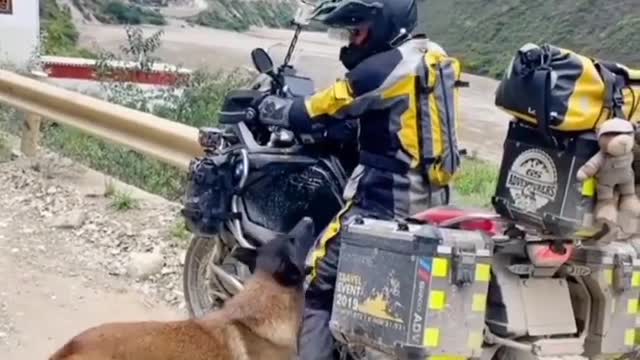 Loyal dog ready to start a bike trip with his master || German shepherd ||BMW R1200 Gs