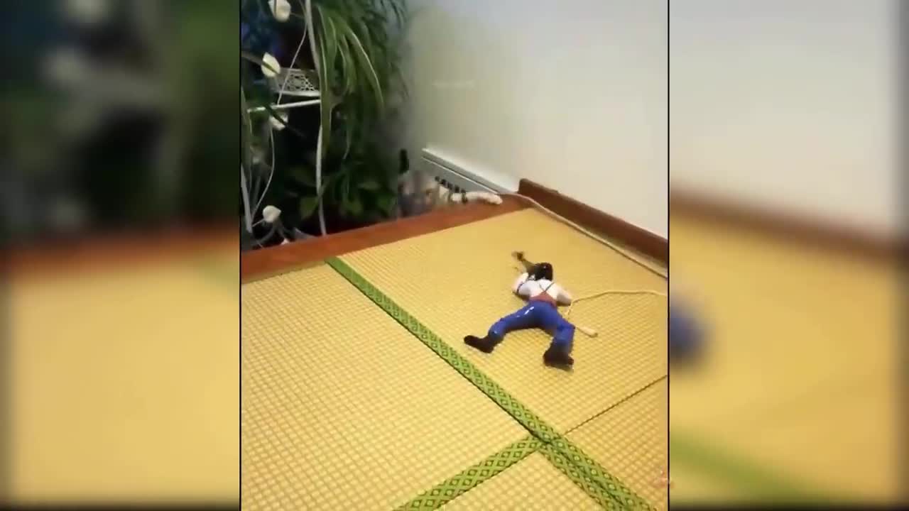 Baby Cats - Cute and Funny Cat Videos Compilation #16 | Aww Animals