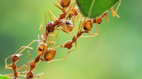 This Isn't About Ants 🤫 #ants #antcolony #antworking