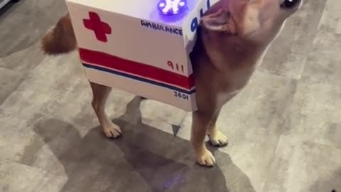 Funny dog_Fluffy ambulance 🚑