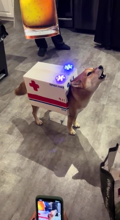 Funny dog_Fluffy ambulance 🚑