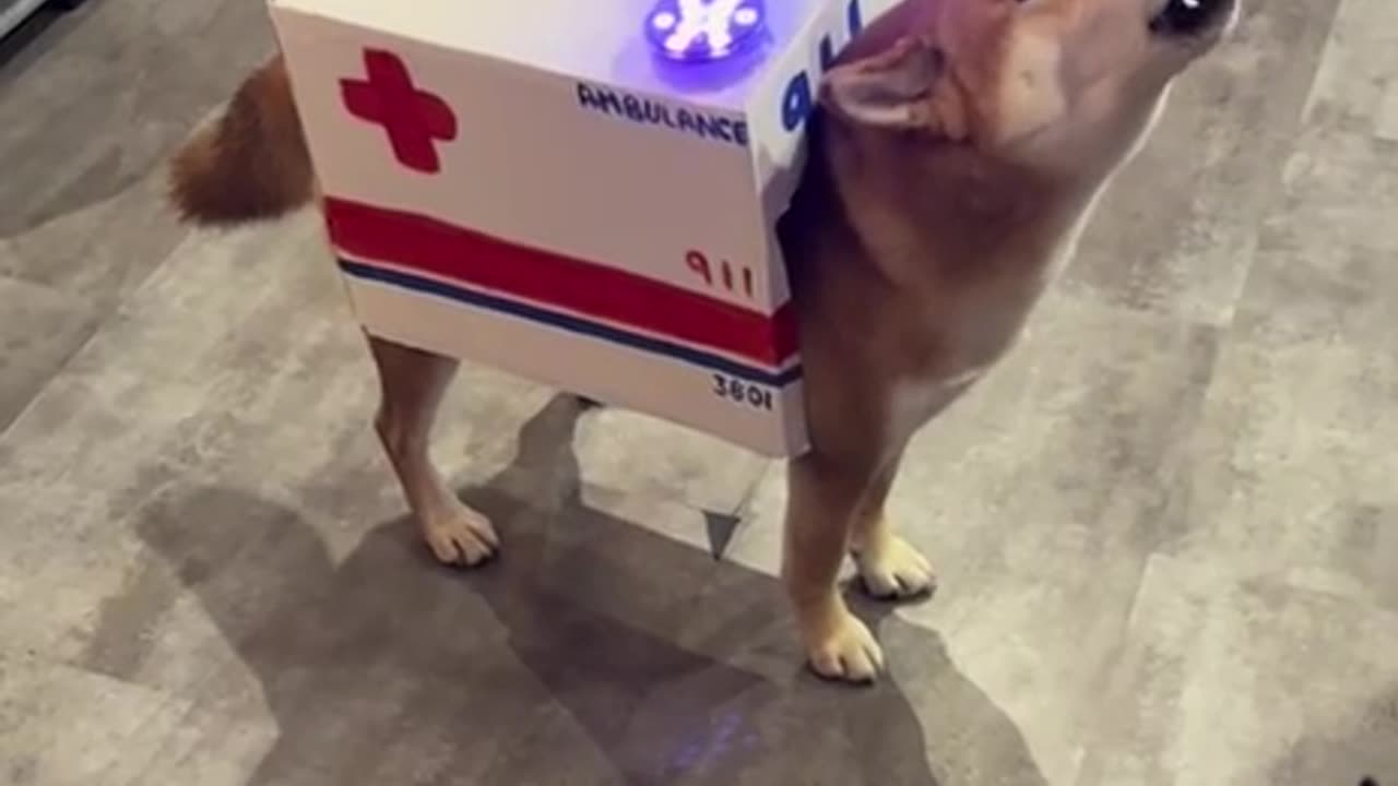 Funny dog_Fluffy ambulance 🚑