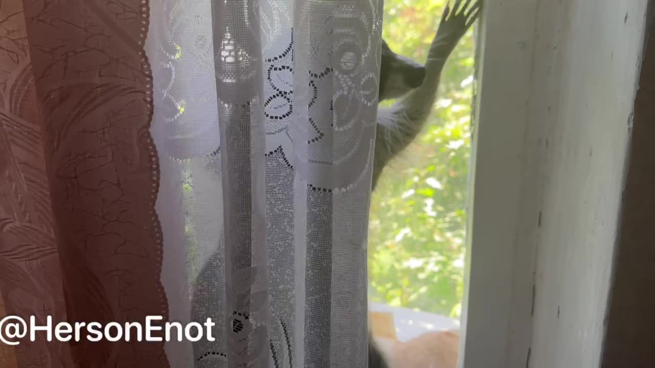 Who Let The Racoon Out🦡😄