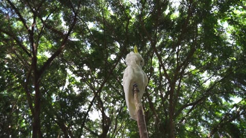 White parrot