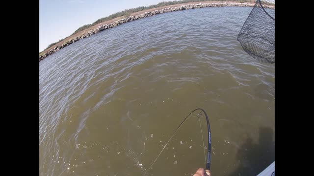 Bull Redfish Biloxi WMA Lake Borgne Shell Beach, Louisiana