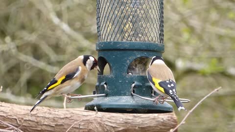 A couple from Hassoun watch feeding on the happy farm