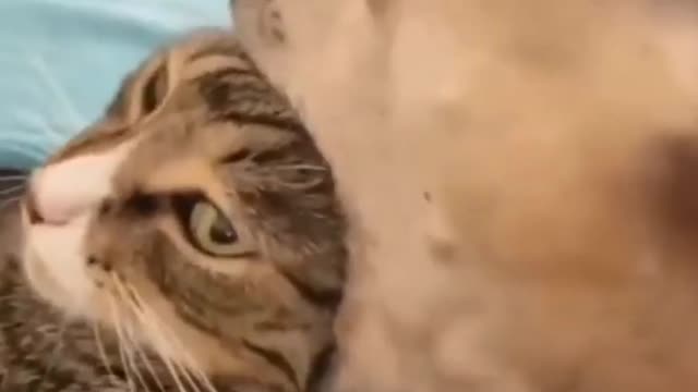 funny cat short videos |😂| part 210 |👍| Hello cats #shortvideo #shorts