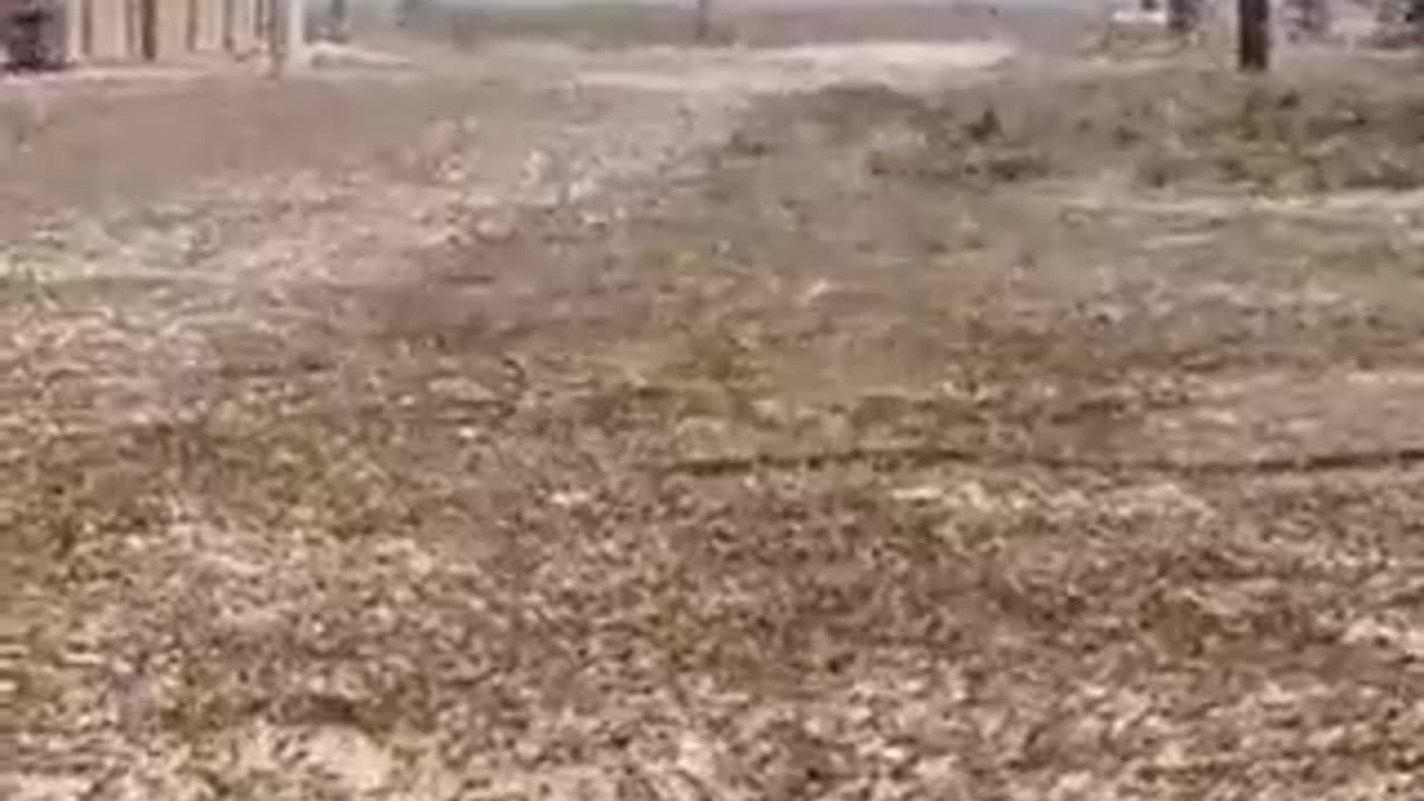 Locust invasion in Ruzzia: video filmed on the border of the Astrakhan region and Kalmykia.