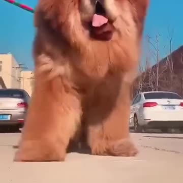 cutest dog of the world which only exist in USA Must watch