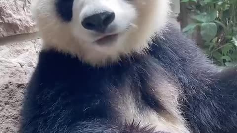 Pandas eat bamboo shoots