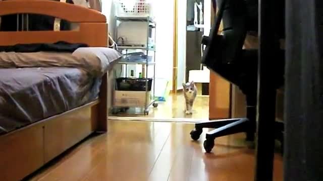 だるまさんが転んにゃ - Stalking Cat