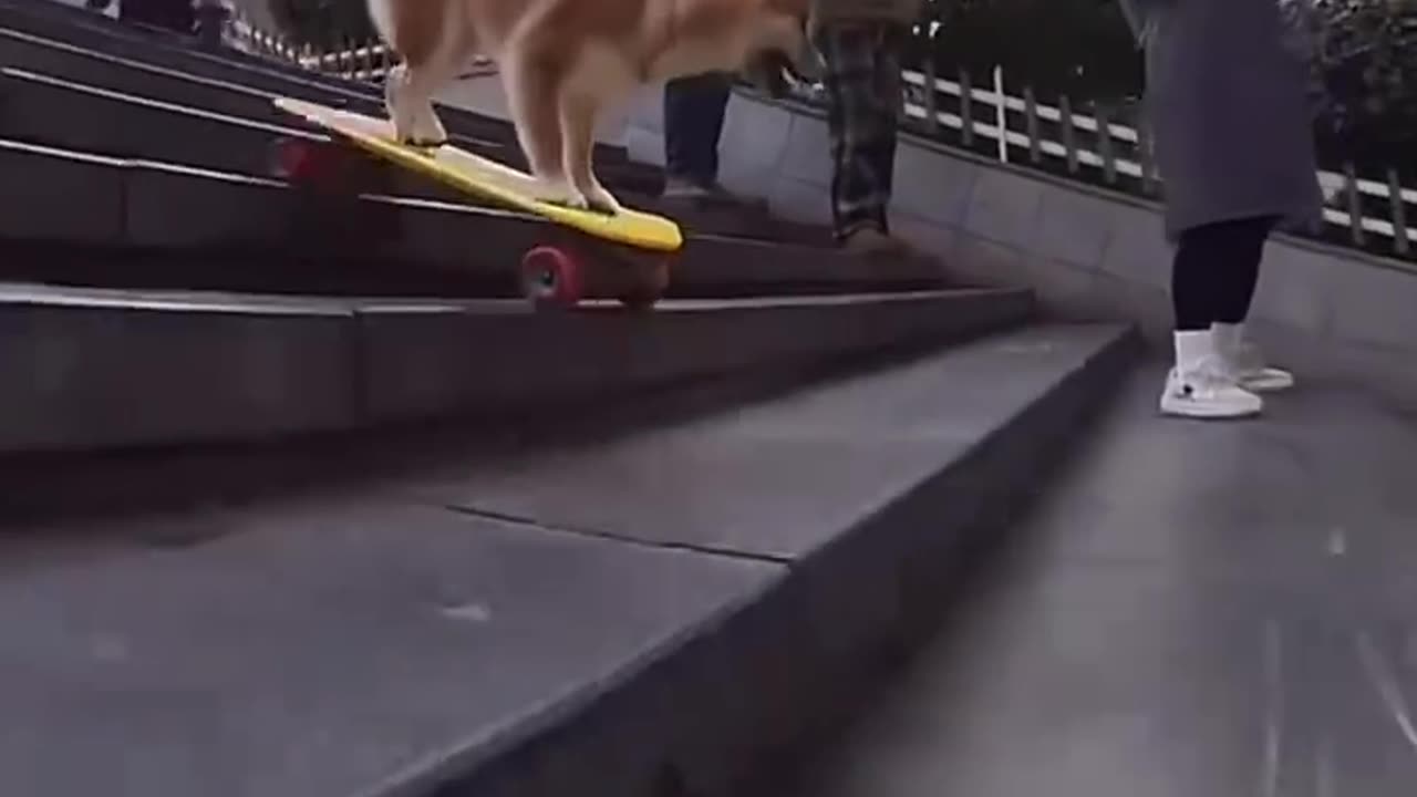 The dog is skateboarding.