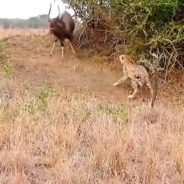 TWO LION ATTACK ONE GOAR,VIRAL,TRENDING,
