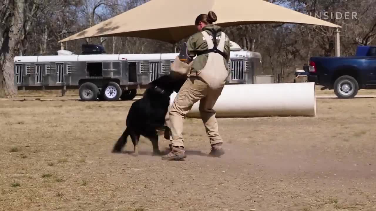 How Military Dogs Are Trained | Boot Camp | Business Insider