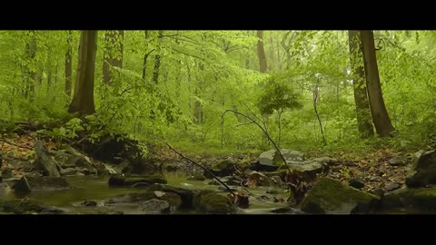 Nature Relaxation Video