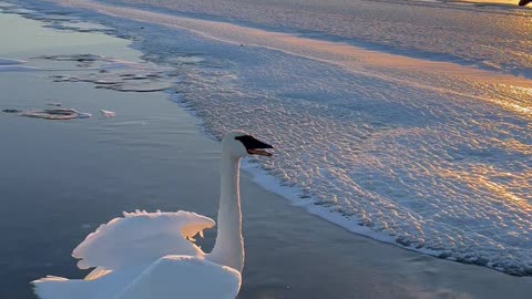 Friends Free Swan Stuck on Frozen Minnesota Lake