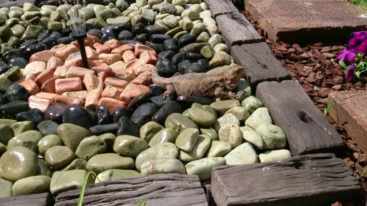 Bearded Dragon In A Fountain!