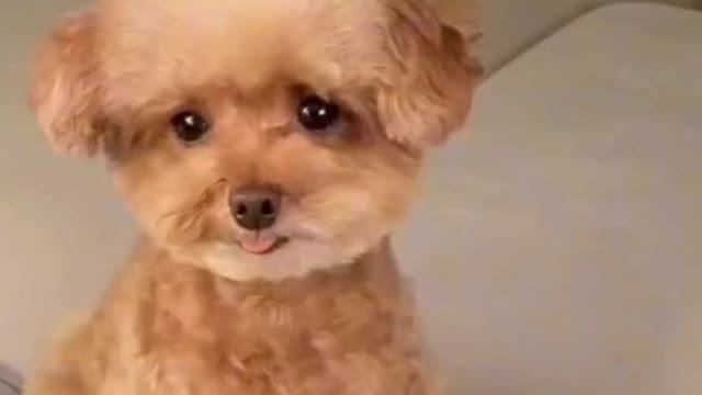 Watch the dog imitating an emoji😂😂