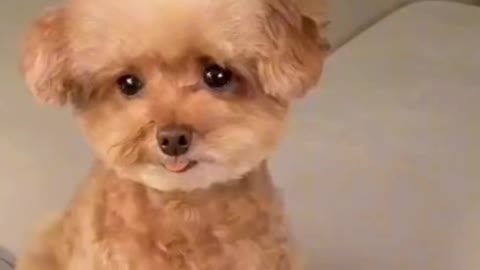 Watch the dog imitating an emoji😂😂