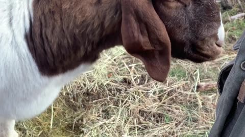 Affectionate Goat Is a Big Softie