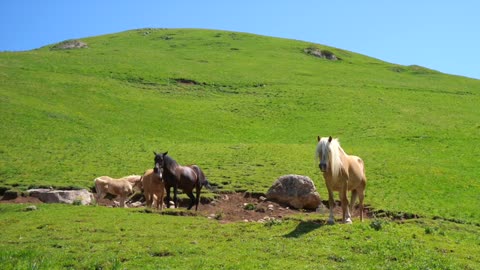 Horse in the meadow, the beauty of horses