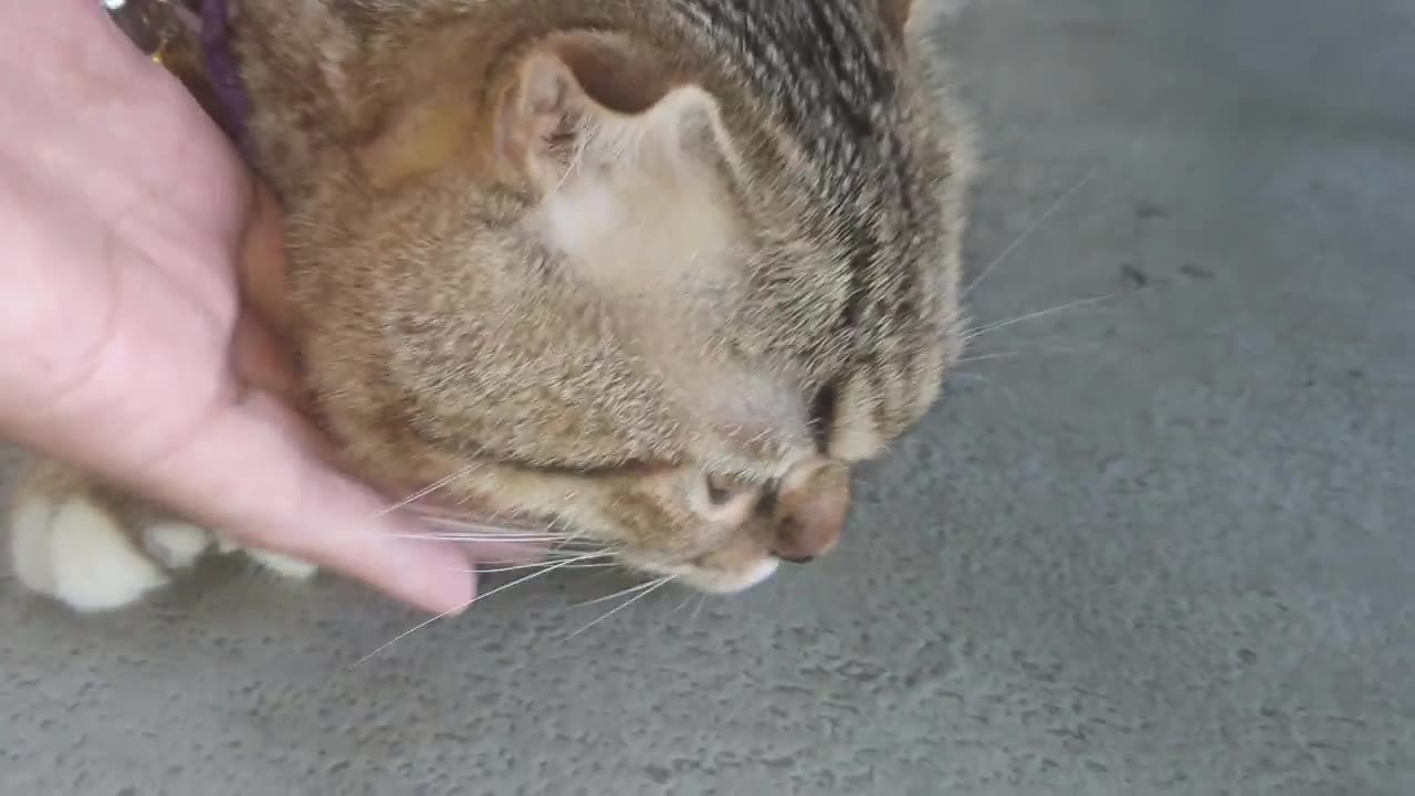 How Cat React When Seeing Stranger 1st Time - Running or Being Friendly II Viral Cat