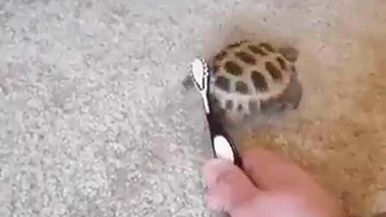 Turtle Enjoying A Shell Cleaning