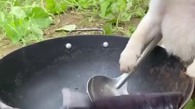dog is a cook