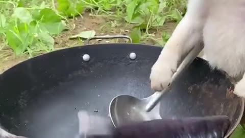 dog is a cook