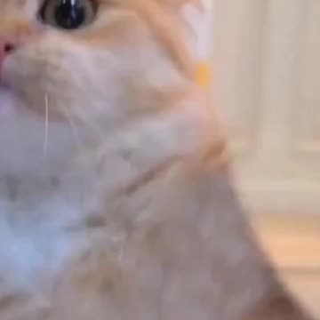 Funny animal videos - funny cats and dogs compilation HD video