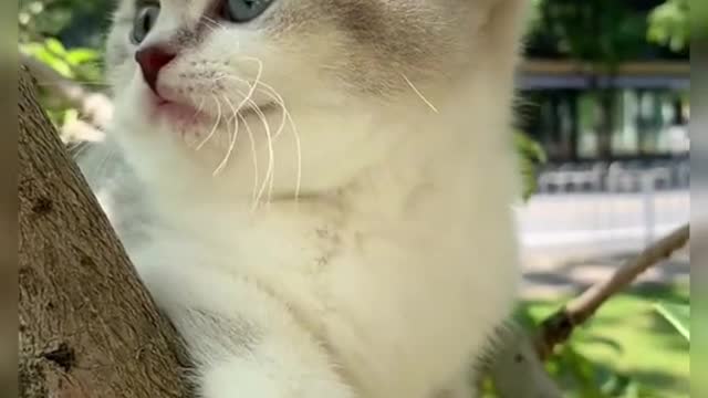 Funny Animals Series 945