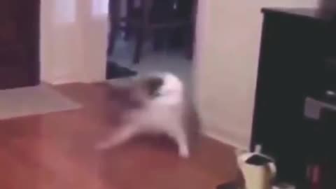 cats funny clips