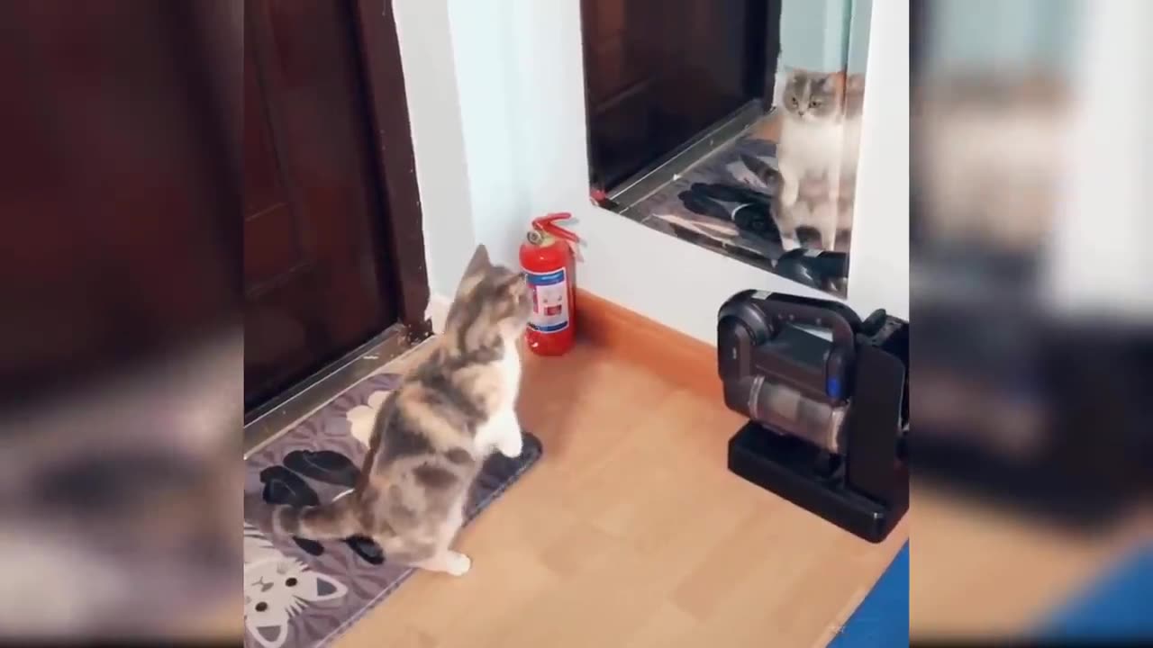 Baby Cats - Cute and Funny Baby Cat Videos Compilation