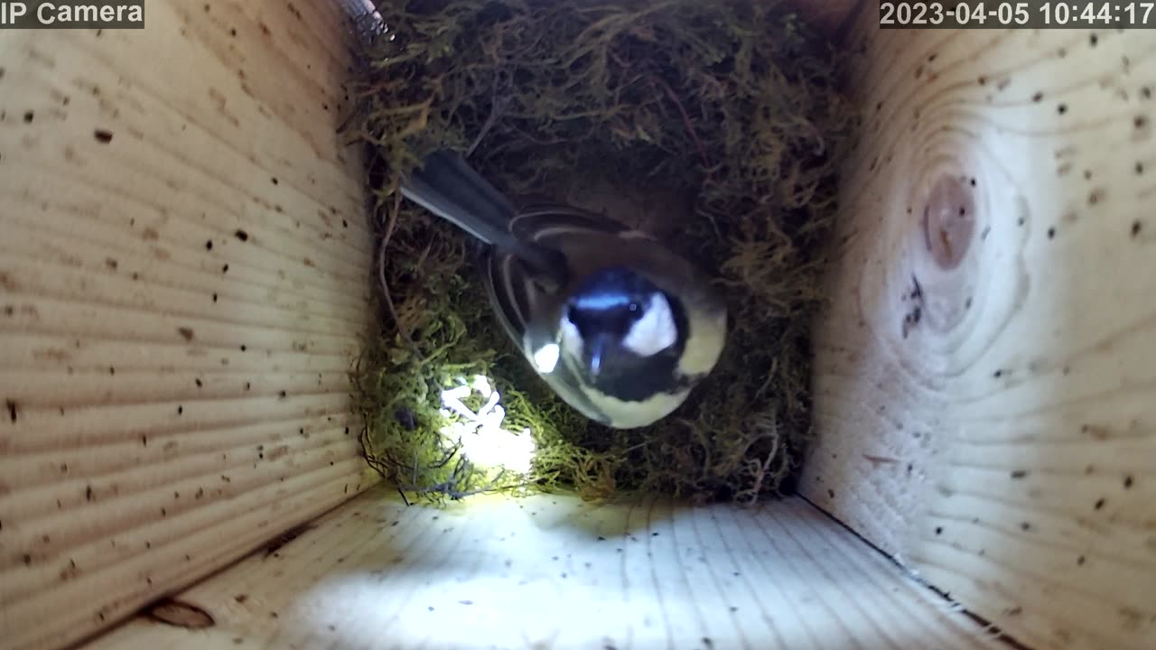 Bird building a nest