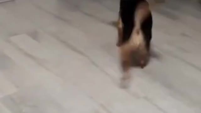 Funny Dogs Dancing 2021